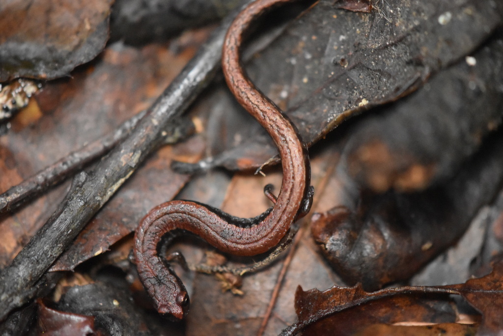Gabilan Mountains Slender Salamander