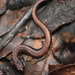 Gabilan Mountains Slender Salamander - Photo (c) Todd Fitzgerald, some rights reserved (CC BY-NC)