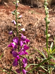 Polygala virgata