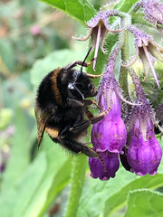 Bombus