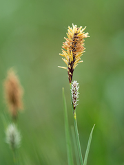 Carex tomentosa
