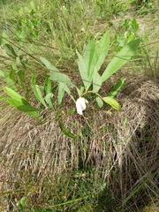 Asimina angustifolia