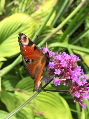 Aglais io