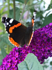 Vanessa atalanta