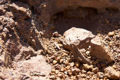 Lobosceliana