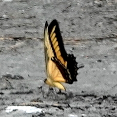 Heraclides androgeus epidaurus