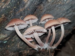 Mycena clarkeana