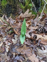 Platanthera ciliaris