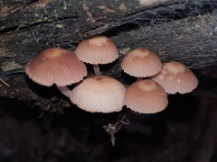 Mycena clarkeana