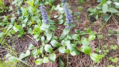 Ajuga reptans