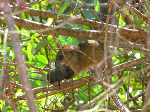 Big-eared Woodrat (Neotoma macrotis)