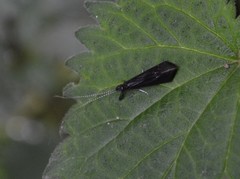 Mystacides azureus