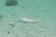 Valenciennea puellaris