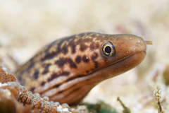 Emma's Moray photo 1