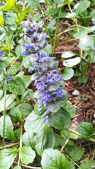 Ajuga reptans