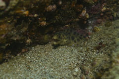 Gymnothorax reevesii