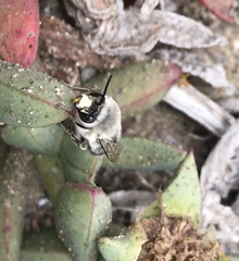 Habropoda miserabilis