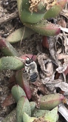 Habropoda miserabilis