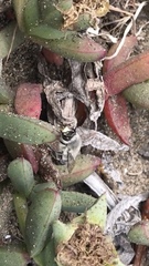 Habropoda miserabilis