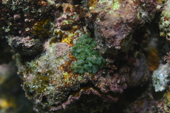 Dictyosphaeria cavernosa