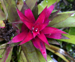 Guzmania lingulata