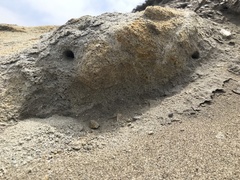 Habropoda miserabilis