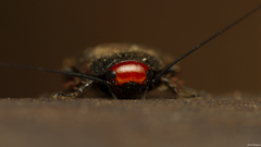 Oxyhaloa deusta