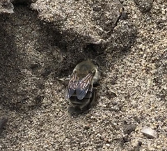 Habropoda miserabilis