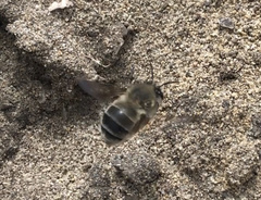 Habropoda miserabilis