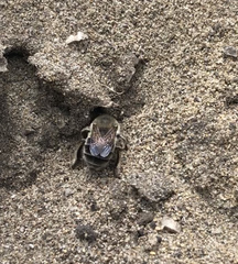 Habropoda miserabilis