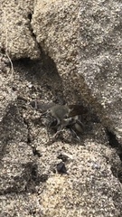 Habropoda miserabilis