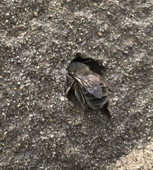 Habropoda miserabilis