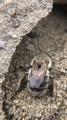 Habropoda miserabilis