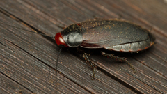 Oxyhaloa deusta