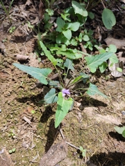 Viola japonica