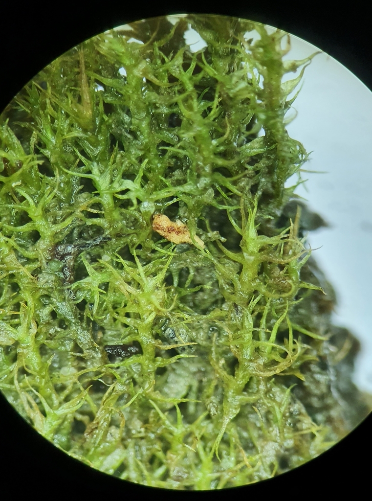 Aongstroemia canadensis