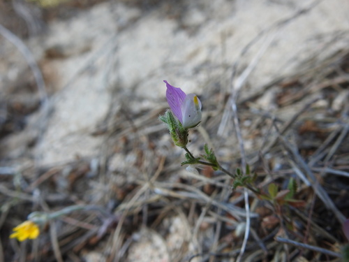 Image of Ononis baetica by (c) Duarte Frade, some rights reserved (CC BY)
