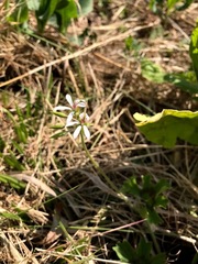 Pelargonium ranunculophyllum