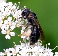 Andrena alleghaniensis