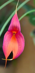 Masdevallia veitchiana