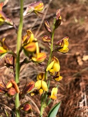 Argyrolobium robustum