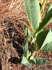 Argyrolobium robustum