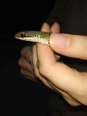 Erythrolamprus macrosomus