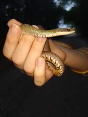 Erythrolamprus macrosomus