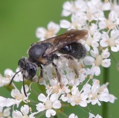 Andrena alleghaniensis