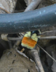 Bombus ternarius