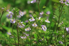 Mazus stachydifolius