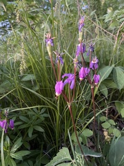 Primula fassettii