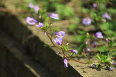 Mazus stachydifolius