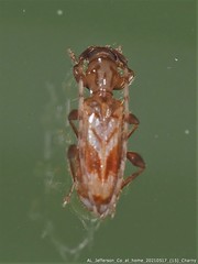 Obrium maculatum